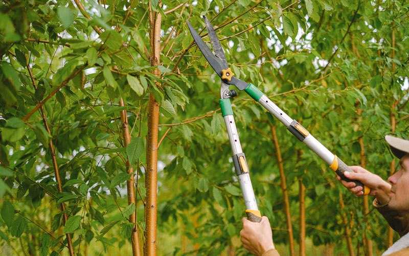 Tree trimming in Tujunga, CA